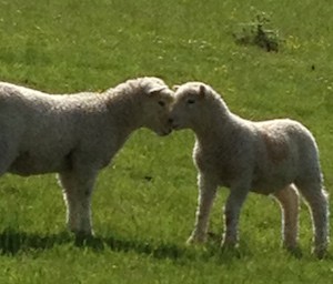 Lambs